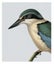 Hushed Native Bird Lens Cloth - Kingfisher Carousel 1