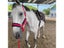 ???? ??? ??????? Three In One Waterproof Training Horse Clothing Carousel 5