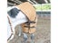 Spring And Autumn Mesh Horse Clothes Mosquito And Insect Prevention Breathable Carousel 4