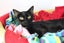 Lost - Black DSH Female Cat (Coco) Carousel 1