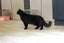 Lost - Black DMH Male Cat (Midnight) Carousel 1