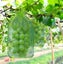 50 Pieces Grape Bunch Protection Bag Organza Fruit Bag With Drawstrings Gives Carousel 1