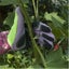Purple-long Gardening Gloves For Women And Men Pink Thorn Proof Pruning Gaunt Carousel 4