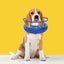 Inflatable Dog Collar Dog Recovery Collar Inflatable Dog Collars For After S Carousel 4