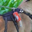 Truelove Pet Adjustable Small Dispenser Canine Poop Bag Holder with Carabiner... Carousel 5