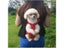 TAILUP Luxury Backpacks Carrying Small Pet Double Shoulder Dog Carrier Bag Cat Carousel 7