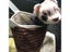Winter Warm Hamster Tunnel Hammock For Small Animals Sugar Glider Tube Swing Carousel 6