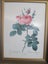 P.T.Redoute - Rosa Rosier Lithograph Carousel 4