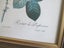 P.T.Redoute - Rosa Rosier Lithograph Carousel 6