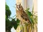Wind Chimes Carousel 4