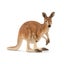 Loading Image 1 of 1