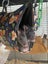 Reversible Cross Tube Rat Hammock - Choose your pattern! Carousel 6
