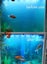 Fish tank water purification agent for ornamental fish 260ML Carousel 5