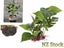 PTN NEW Aquarium Fish Tank Plants Sale Sale Carousel 1