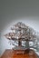 Copper Bonsai Tree Sculpture hand made Carousel 4