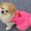 Dog Rose Red Gauze Skirt Pet Spring And Summer Clothing Back i Love My Mommy P Carousel 3