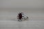Ruby (2.80ct) and Diamond Ring Carousel 5