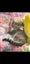 Rescue Cat Primrose Carousel 1