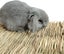 Grass Mat Woven Bed Mat For Small Animal Pack Of 3 Grass Mats For Small Animal Carousel 3