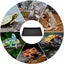 Beard Accessories Reptisoil Reptile Feeding Bowl Leopard Gecko Tank Accessorie Carousel 2