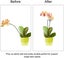 Plant Support Plant Support Stakes Ring Cage Metal Garden Plant Stake Plant S Carousel 4