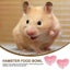 2pcs Small Animal Bowls Hamster Bowl Small Animals Ceramic Food Water Bowl Ham Carousel 3