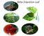 Fish Leaf Pad natural Organic Comfortable Rest Area For Fish Aquarium Carousel 4