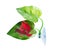Fish Leaf Pad natural Organic Comfortable Rest Area For Fish Aquarium Carousel 5