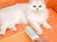 Pet Hair Remover Roller Self Cleaning Hair Remover White Carousel 3
