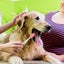 Dog Toothbrush Setfor Dog Dental Care Best Soft Pet Tooth Brush Comfortable Carousel 3