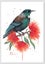 A2 Tui Bloom Limited Edition Print by Fiona Clarke ART- NZ artist Carousel 1