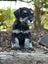 Miniature Schnauzer Carousel 3
