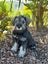 Miniature Schnauzer Carousel 4