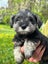 Miniature Schnauzer Carousel 6