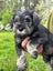 Miniature Schnauzer Carousel 8