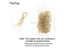 1.5mm French Bullion Wire Square Copper Wire For DIY Patch Decoration Carousel 6
