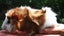 guinea pigs - babies Carousel 3