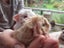guinea pigs - babies Carousel 1