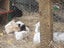 guinea pigs - babies Carousel 4