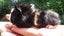 guinea pigs - babies Carousel 5