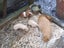 guinea pigs - babies Carousel 6