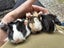 guinea pigs - babies Carousel 7