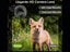 Hunting Camera NZ Local Buy Carousel 3