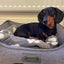 DOG BED SCRUFFS MANHATTAN BOX BED GREY MEDIUM Carousel 2