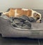 DOG BED SCRUFFS MANHATTAN BOX BED GREY XTRA LARGE Carousel 3