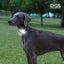 DOG COLLAR COMET RECHARGEABLE LIGHT UP SAFETY COLLAR MEDIUM RED 25MM x 45-63CM Carousel 3