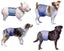 DOG BELLY BAND POOCHPANTS PROTECTIVE PANTS MALE XTRA LARGE Carousel 3