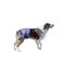 DOG BELLY BAND POOCHPANTS PROTECTIVE PANTS MALE XTRA LARGE Carousel 4
