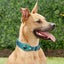 Vibe Geeks Waterproof Anti-lost Pet Positioning Collar for the Apple Airtag P... Carousel 15