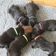 12x Pet ID Bands Kitten Tags Whelping Puppy Dog Identification Tags Collar Carousel 6